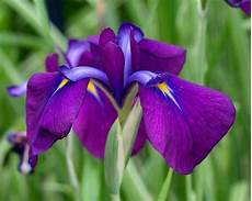 iris fiore immagini fiori iris fiori di piante iris fiore immagini fiori iris fiori di piante