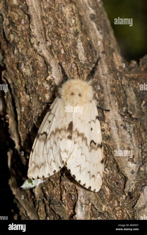 Image result for Gypsy Moth