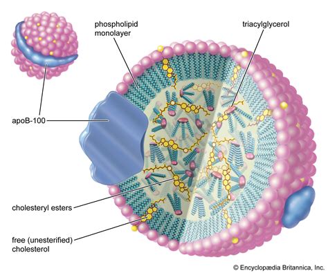 Lipoprotein | Definition, Structure, & Types | Britannica