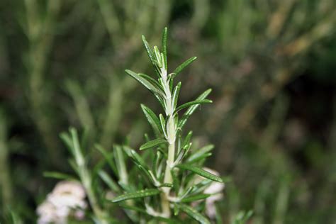 Sprig Of Rosemary Free Stock Photo - Public Domain Pictures