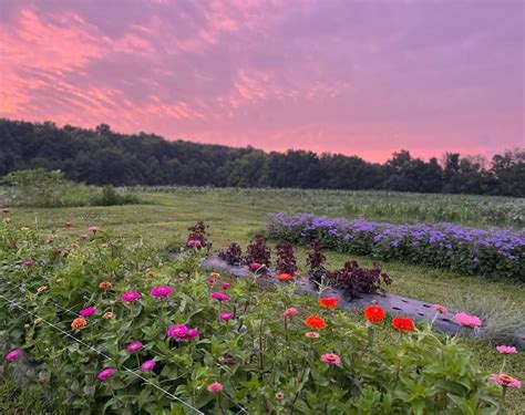 NEW! Sunset Bloom Pick in the Flower Field, Walton’s Wildflowers ...