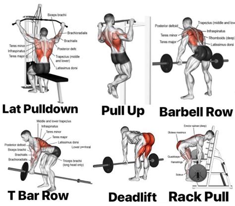 Back exercise | Back exercises, Weight training workouts, Dumbbell back ...