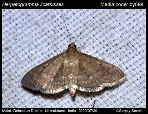 Herpetogramma | Moths