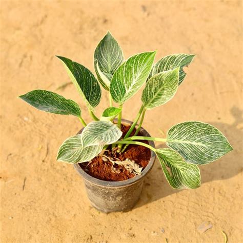 Birkin Plant In 6 Inch Nursery Pot – Haryali : Apna Plant Store