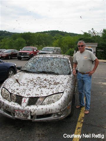 Tracking Mayflies