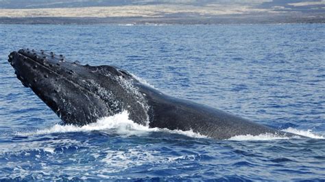 Make plans to see humpback whales during your whale watching cruise in Kailua-Kona in Hawaii.