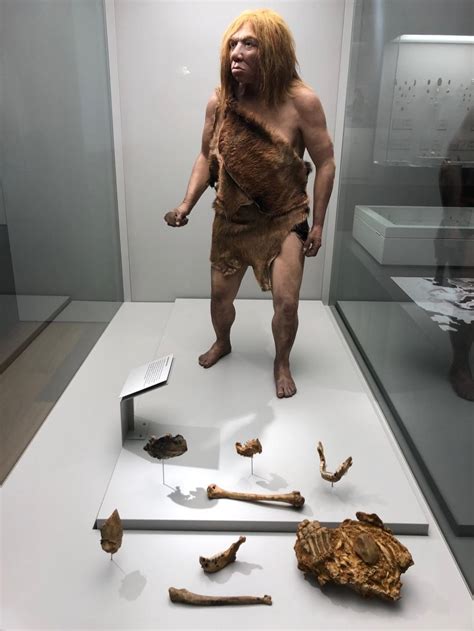 Los restos aseos del Sidrón podrían exhibirse en el Museo Arqueológico ...