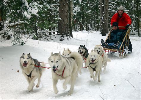 Where the Grickle Grass Grows: Dog Sledding in the Yukon