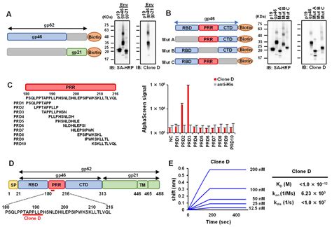 Development of a Monoclonal Antibody Targeting HTLV-1 Envelope gp46 ...