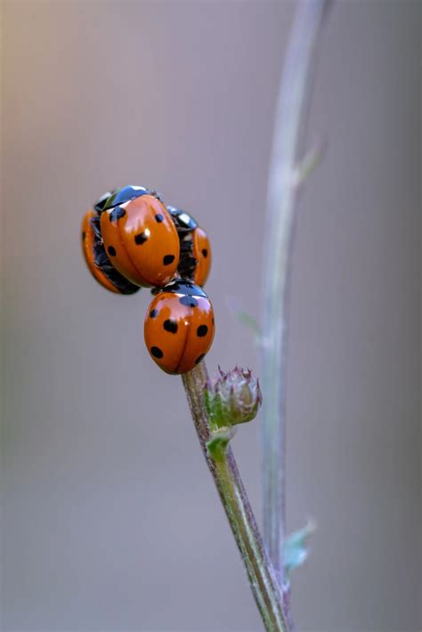 5 Fascinating Ladybug Behaviors - Insect Lore