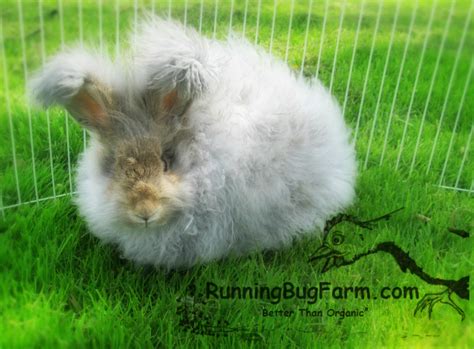English Angora Rabbit Colors