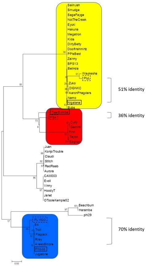 Discovery and Biochemical Characterization of PlyP56, PlyN74, and ...