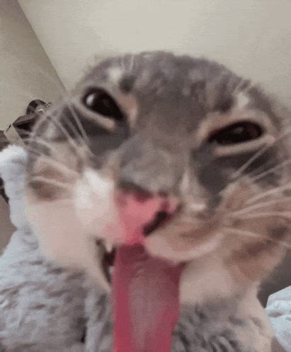 Image result for Cat Coding at Computer
