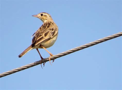 Blyth's Pipit,બ્લાયથ ધાનચીડી