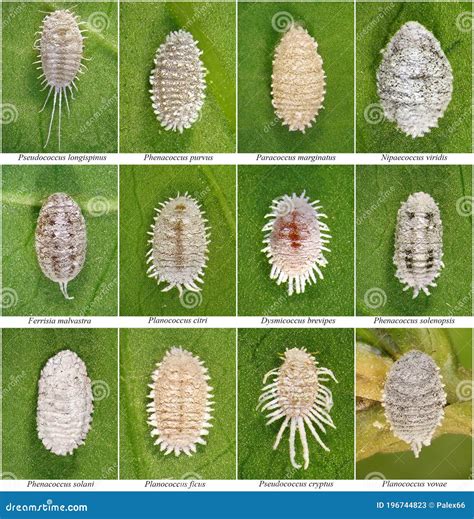 Mealybugs, Scale Insects stock image. Image of macro - 196744823