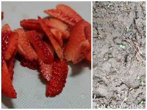 如何让草莓长得好、结果多？