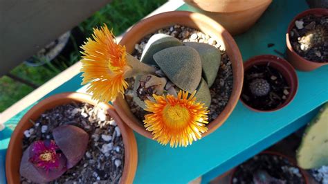 Care Diary: Pleiospilos nelii, the Split Rock Plant - Trex Plants