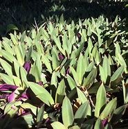 Image result for Tradescantia Oyster Plant