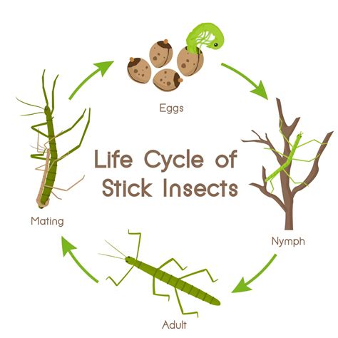 The Life Cycle Of A Stick Insect & Leaf Insect | Stick insect, Walking ...