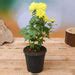 Buy Symbol of Purity on Republic Day Plants Pack online from ...