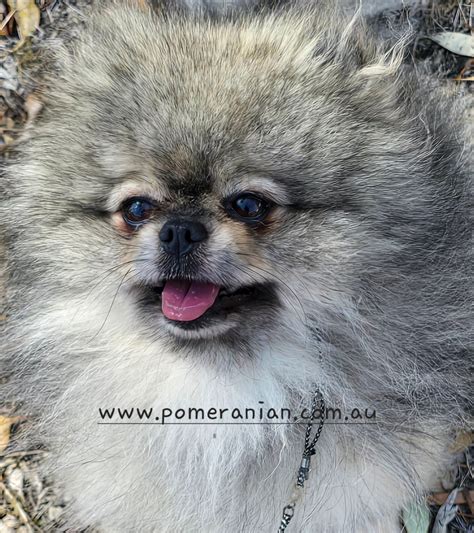 Meet Chubbs, our charming wolf sable Pomeranian!