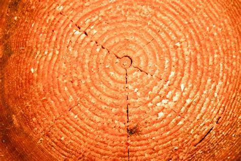 Image result for Cut Log