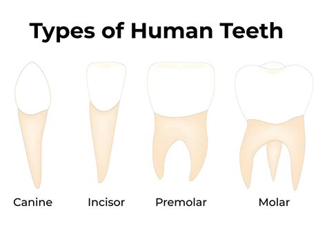 Types of Human Teeth Science Design Illustration Diagram 44792862 Vector Art at Vecteezy