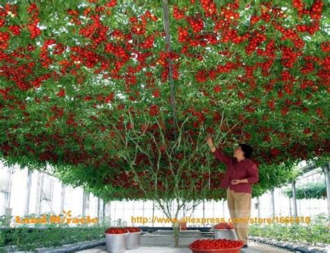 Creative Farmer Vegetable Seeds Hybrid Indian Climbing Tomato Seeds ...