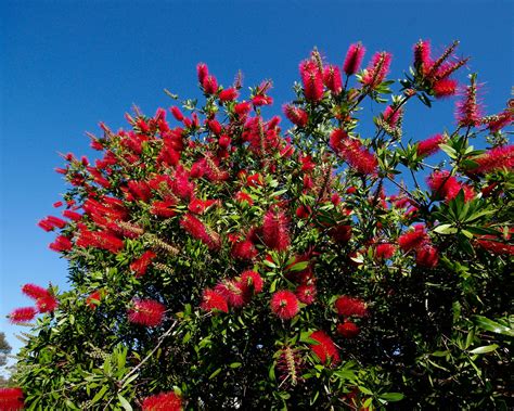 Callistemon citrinus 'Endeavour' | GardensOnline