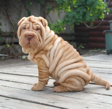 beautiful sharpei puppy breeder Edhellen Nore Svetlana | Wrinkle dogs ...