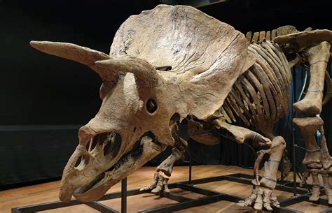 42 impressive creatures that once roamed Earth