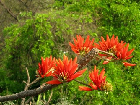 Kalyana murungai/ Indian coral tree • Medicinal tree • கல்யாண முருங்கை ...