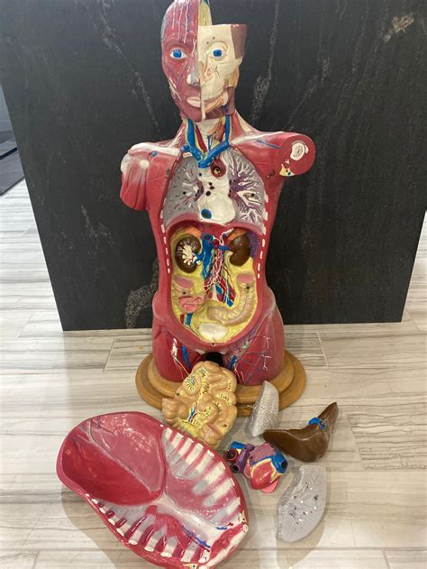 Vintage Rare Bobbitt Laboratories Human Body Anatomy Science Model on ...