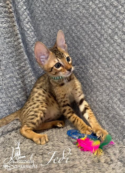 F1, F2, F3, F4, F5 & F6 Savannah Cats for Sale | Contact Now