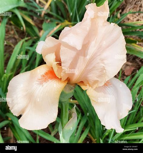 Peach colored flower hi-res stock photography and images - Alamy