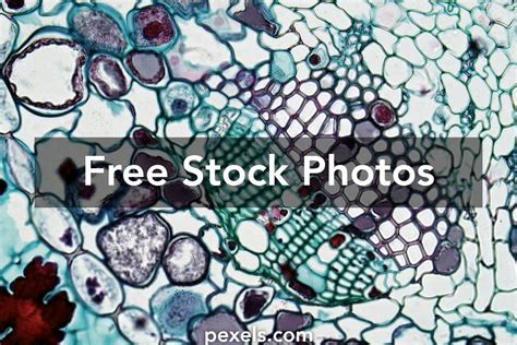 Biology Desktop Wallpaper 的图像结果