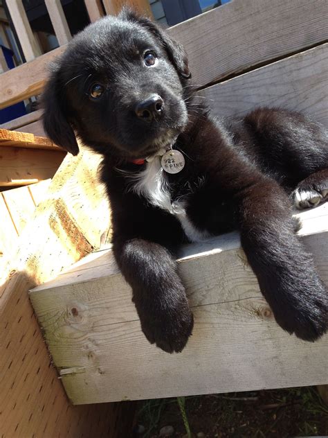 Black Lab Border Collie Mix - dopi