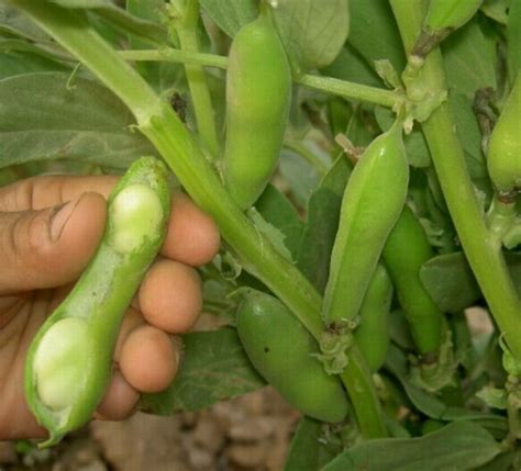 蚕豆的营养价值：富含8种必需氨基酸，多种矿物质