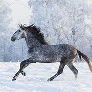 Image result for Horse