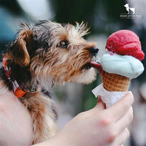 Which Human Foods Can Dogs Eat?