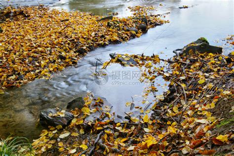 秋天的颜色在小溪中游泳的彩色叶子河暂时的栖息地高清图片下载-正版图片307898156-摄图网