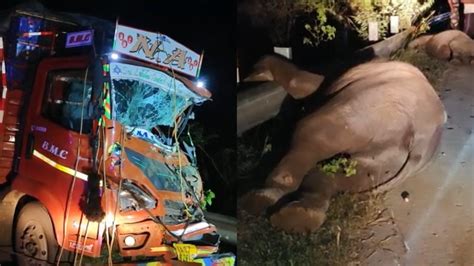 Andhra Pradesh: 3 Elephants Dead After Truck Rams Into Them In Chittor ...