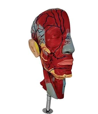 GD ANATOMICALS ® Human Half Head Superficial Neurovascular Model with ...