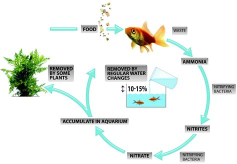 Nitrogen Cycle Aquarium