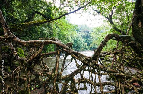 Image result for Tree Root Bridge