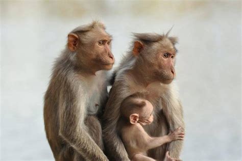 Over 145 monkeys die in Hathras FCI godown tragedy THE NEW INDIAN ...