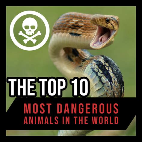 10 Of The Most Dangerous Animals On Earth Elite Readers Top 10 Most
