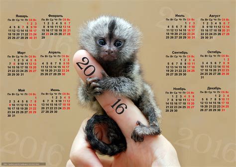 下载壁纸 日历猴手指, 猴子, 猴象征2016年, 日历2016年 免费为您的桌面分辨率的壁纸 3508x2480 — 图片 №631947