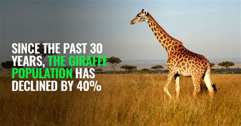 After Gorillas, Giraffes Are Now On The Verge Of Extinction