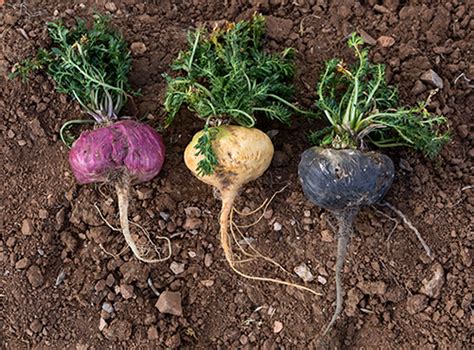 Image result for Maca Root Recipes